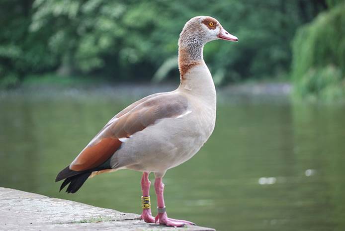 avian-influenza